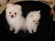 Los cachorros teacup pomeranian micro available now