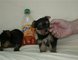 Muy Diminuto cachorros Teacup Yorkie Ahora Disponible - Foto 1