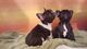 Preciosos cachorritos de raza BULLDOG FRANCES - Foto 1