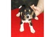 REGALO Beagle muy pequeños‏ - Foto 1