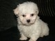 Regalo BICHON MALTES CACHORROS Bichon Maltes Toy de pura raza - Foto 1