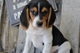 Regalo camada de cachorros beagle en adopcion