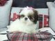 Regalo disponible nueva camada de shi tzu de dos meses de edad