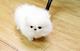 Regalo pequeños bebés Pomeranian blanco y negro - Foto 1