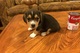Regalo Preciosos cachorritos de beagle. - Foto 1