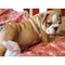 Súper Adorable AKC Bulldog Inglés - Foto 1