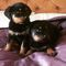 6 hermosos cachorros rottweiler para la navidad