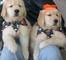 Adorables cachorros golden retriever