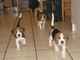 Beagle cachorros venta