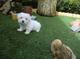 Bichon maltes Cachorros - Foto 1