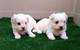 Bichon Maltes, camada miniatura en venta. Preciosos ! - Foto 1