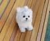 Bichon maltes toy cachorros