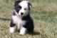 Border collie cachorros