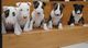 Bull terrier cachorros