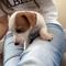 Cachorros adorables UKC Jack Russell Terrier para navidad - Foto 1