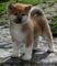 Cachorros Akita Inu, auténticos - Foto 1