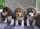 Cachorros beagle - Foto 1