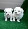 Cachorros bichon maltes mini toy