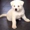 Cachorros blancos puros Impresionantes hermosas Akita - Foto 1