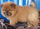 Cachorros Chow Chow, auténtica pureza - Foto 1