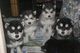 Cachorros de Alaska Malamute para la Navidad - Foto 1