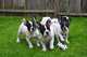 Cachorros de bulldog Frances para adopcion - Foto 1