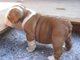 Cachorros de bulldog ingles - Foto 1