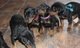 Cachorros dobermann - Foto 1
