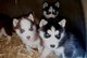Cachorros husky siberiano - Foto 1