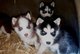 Cachorros husky siberiano