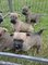 Cachorros Kc Reg Cairn Terrier - Foto 1