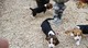 Cachorros pedigree beagle 2 chicos y 2 chicas