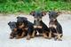 Cachorros pinscher miniatura - Foto 1
