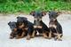 Cachorros pinscher miniatura