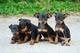 Cachorros pinscher miniatura