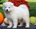 Cachorros samoyedo inteligentes para la adopción