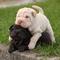 Cachorros shar pei