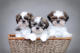 Cachorros shih tzu