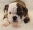 Cachorros Top Class Bulldog Inglés disponibles - Foto 1