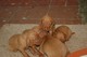 Cachorros Viszla húngaros - Foto 1