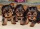 Cachorros Yorkies Terrier para la adopción - Foto 1