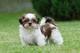 Camada de cachorros sobresaliente kc reg shih tzu