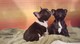 Camada impresionante de 4 cachorros bulldog francés listo para la