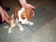 Cavalier king charles spaniel spaniel cachorros nueva viviendas