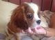 Cavalier king, preciosos cachorros