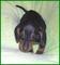 Dachshunds miniatura en venta - male