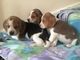 Encantadores cachorros reg beagle