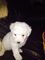 Hermosos cachorros bichon frise