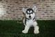 Husky, excelentes cachorros