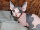 Impresionante blue eye sphynx pedigree chica venta